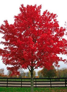 My favorite of all the autumn trees.  Red Maple.  The color is brilliant!   